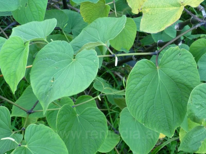 فلفل استرالیایی / کاواکاوا - معرفی و خواص گیاهان دارویی